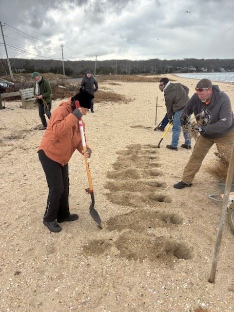 Planting beach grass at Long Beach, Dec. 6, 2025