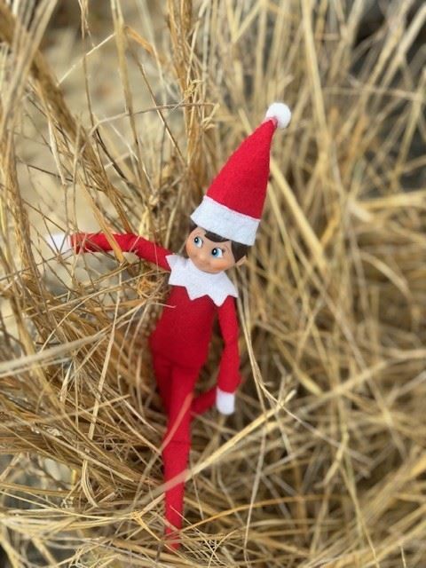 Parker the Parks Rec Elf Lending a Helping Hand at Long Beach, Dec. 6, 2025